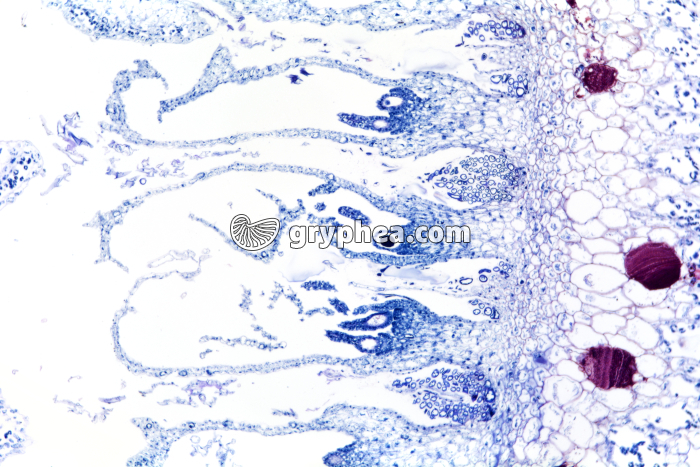 Hépatique (Marchantia) - archégones sur chapeau femelle x25  - gryphea.com